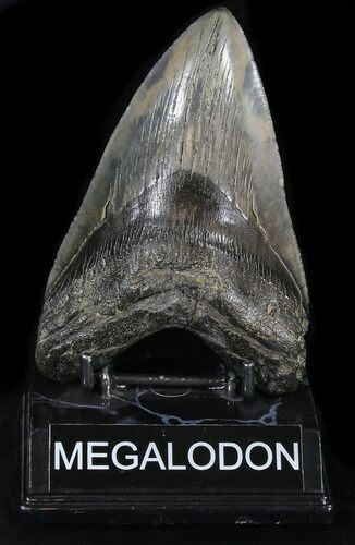 Large Megalodon Tooth - South Carolina #30659